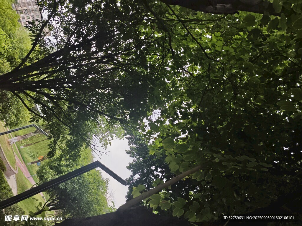 仰视林间繁茂绿意