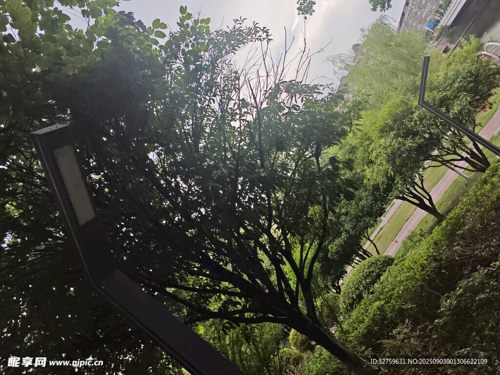 阳光洒落绿意盎然的树林