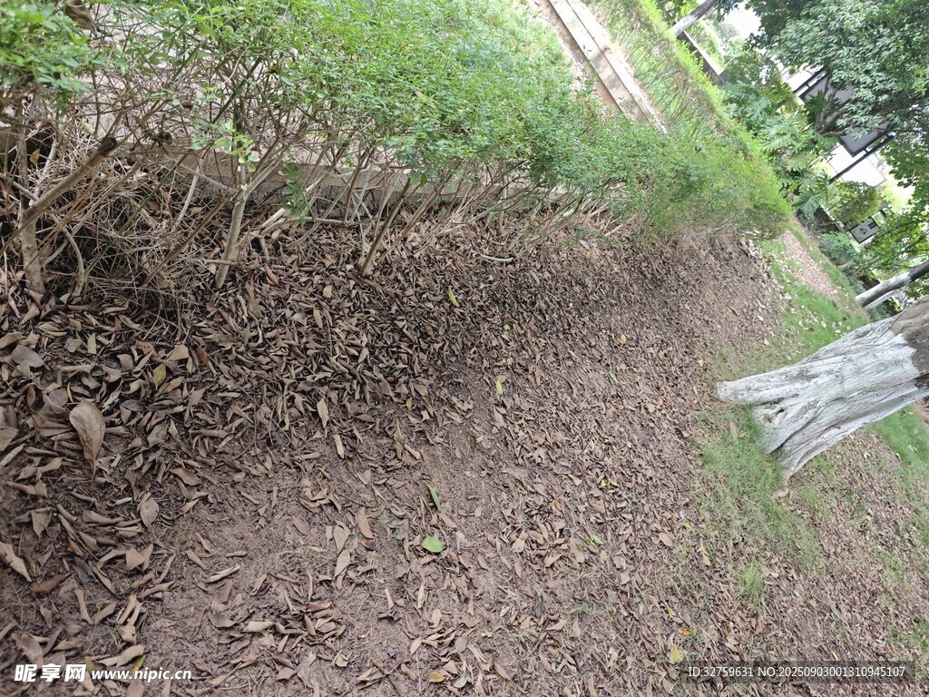 户外泥土小径旁绿植景观