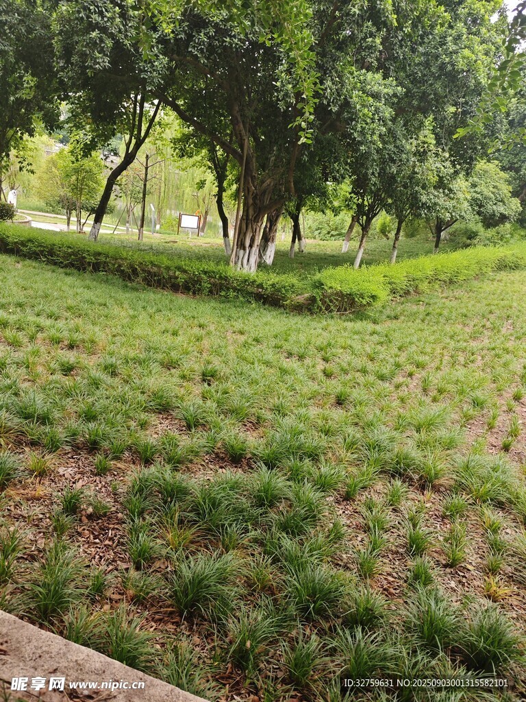 绿意盎然的公园草地景观