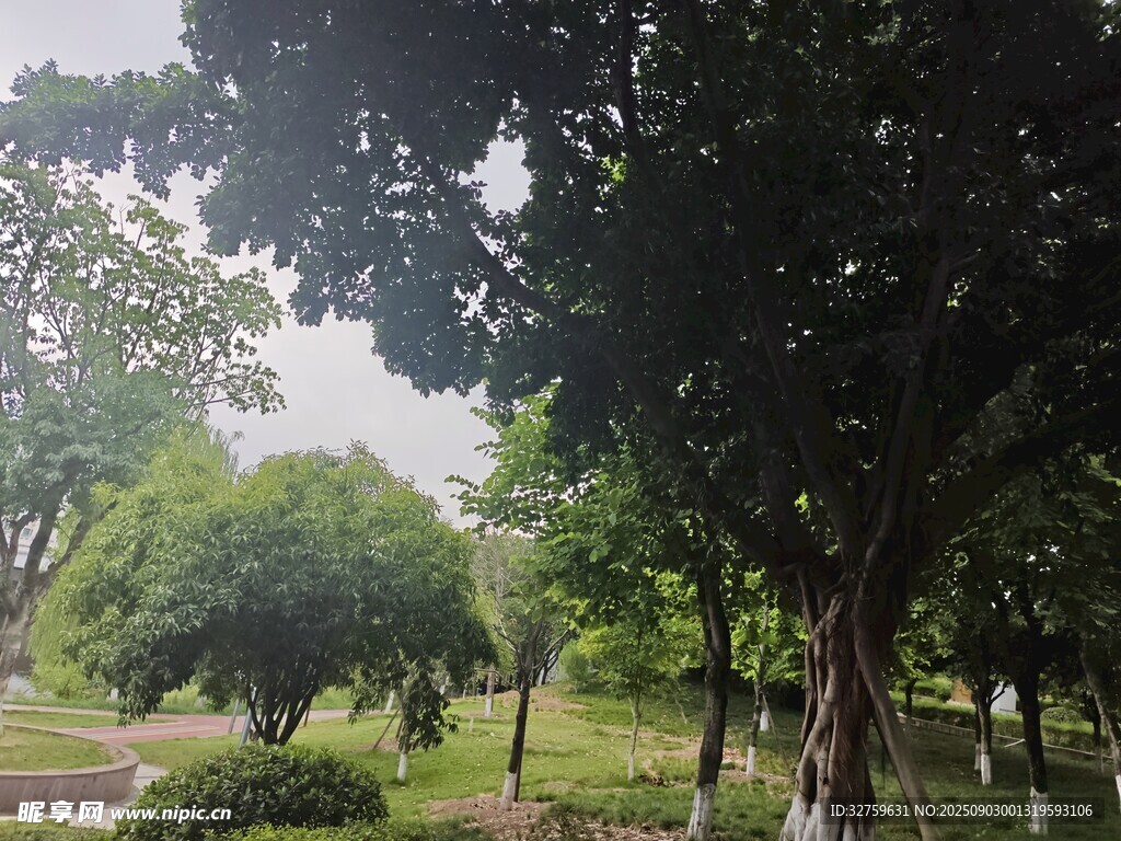 绿意盎然的公园林间景色