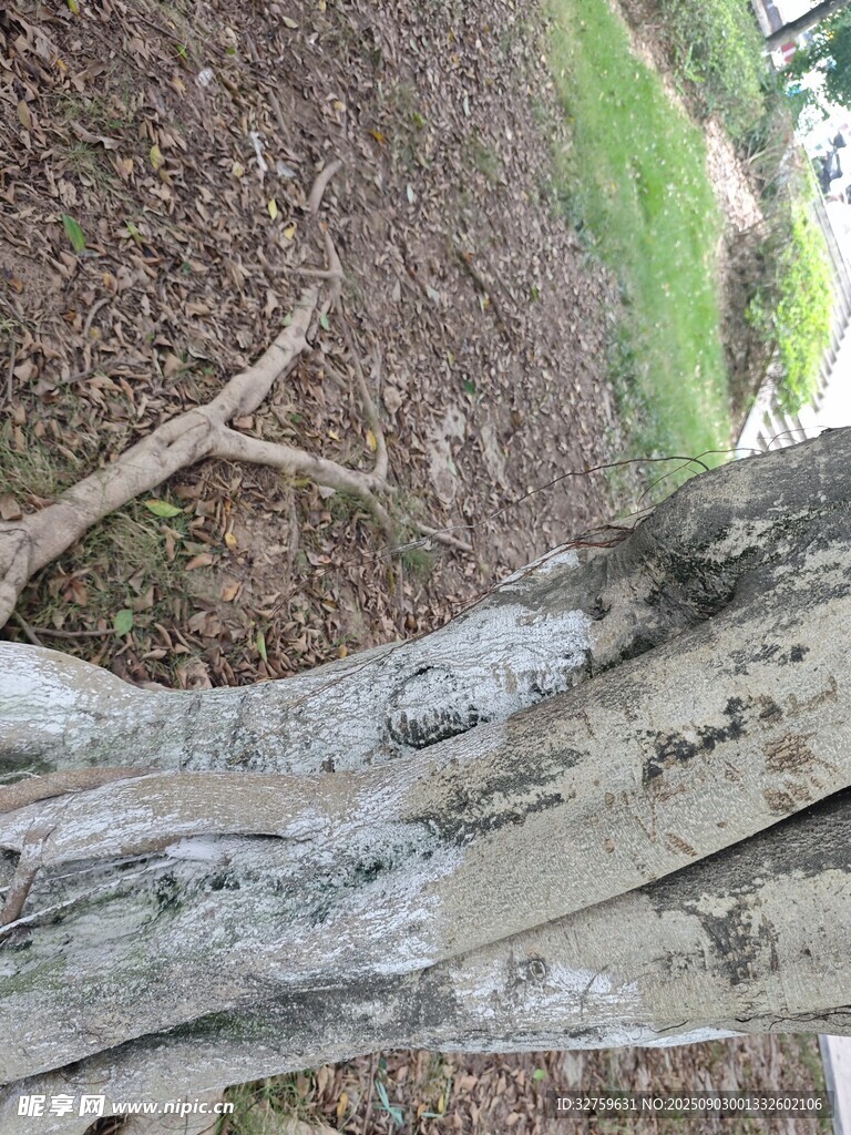 倾斜树干的自然景象