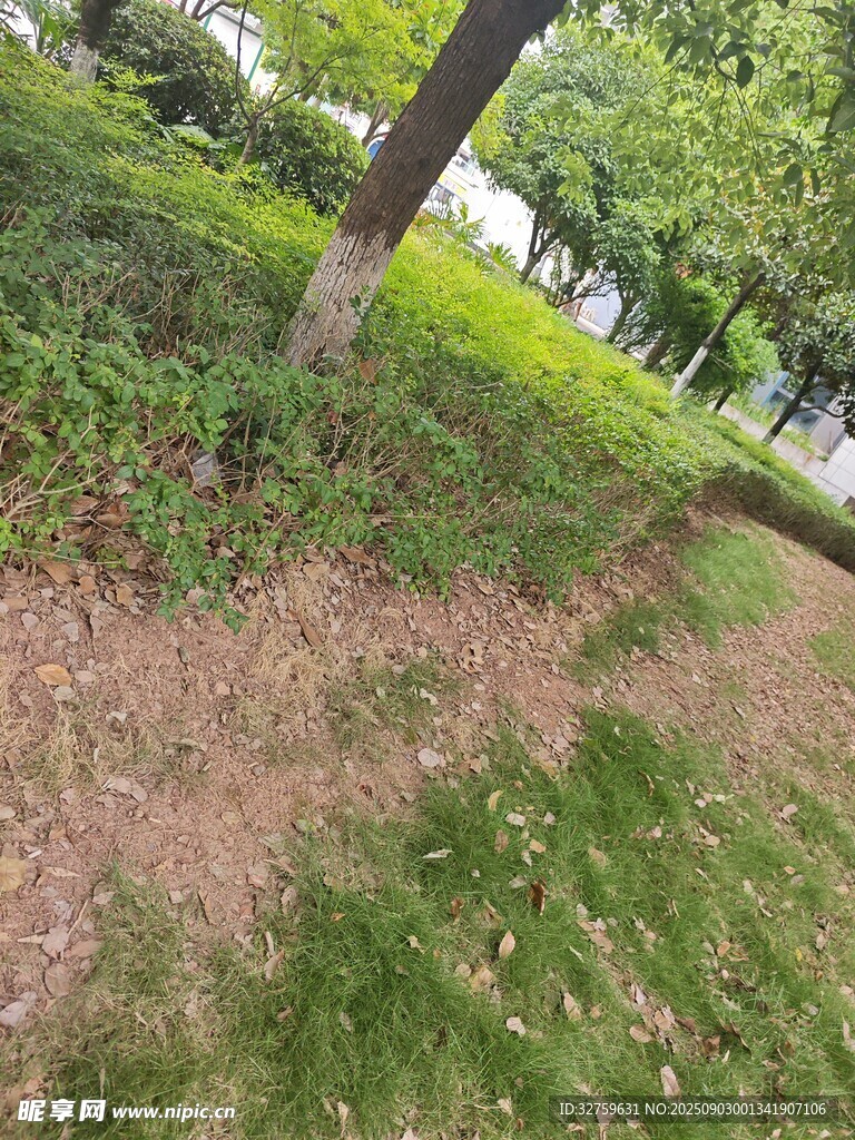 公园草地树木自然景致