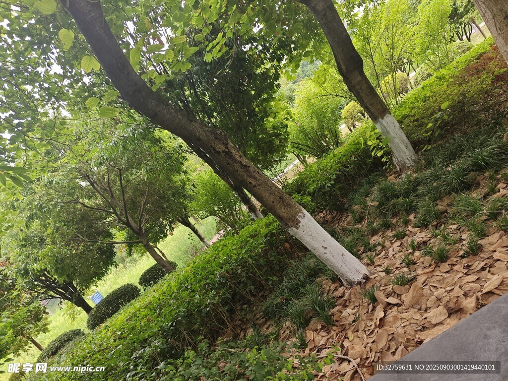 夏日林荫道 