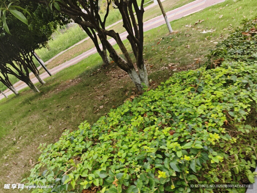 绿意盎然的公园植物景观