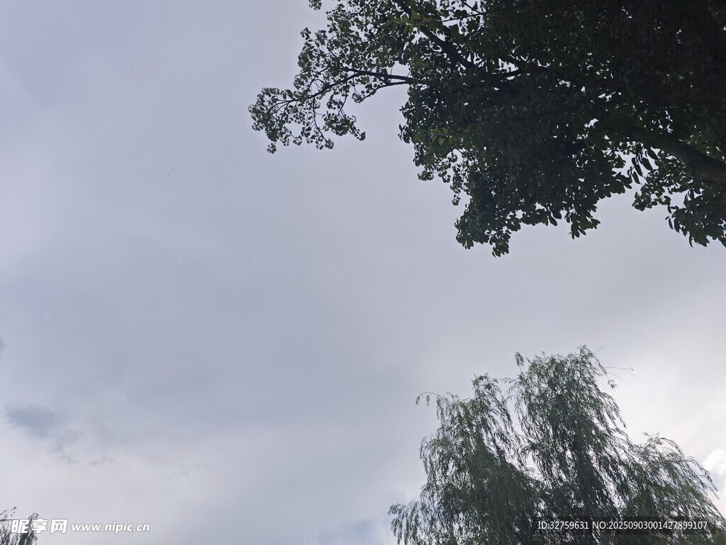 仰视天空与树梢