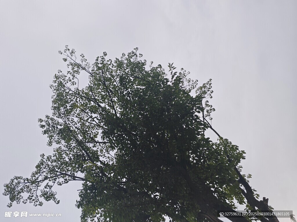 高耸大树 
