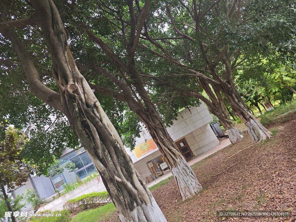 繁茂榕树 
