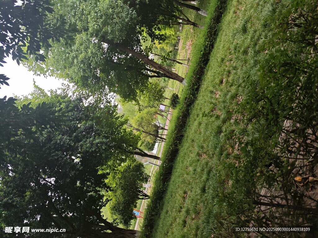 林间绿意盎然的自然景致