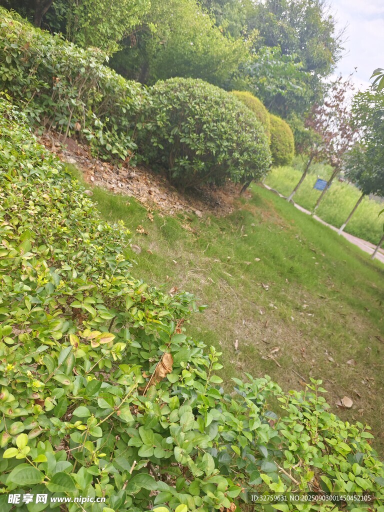 绿意盎然的园林景观