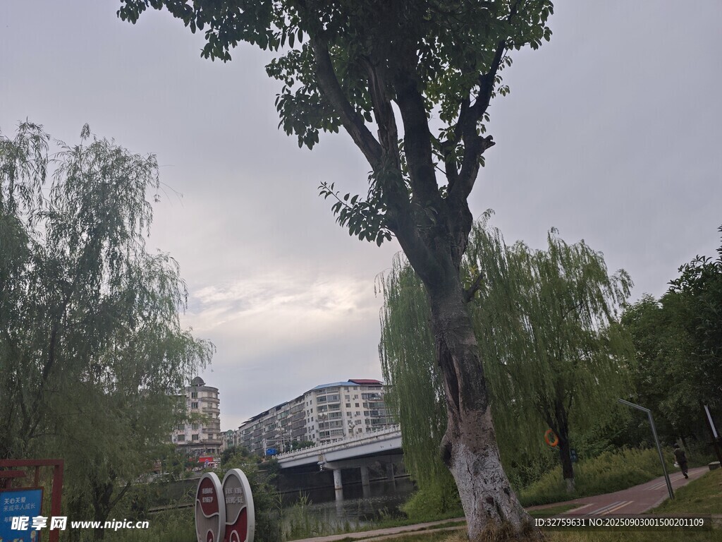 公园内大树与远处建筑景观