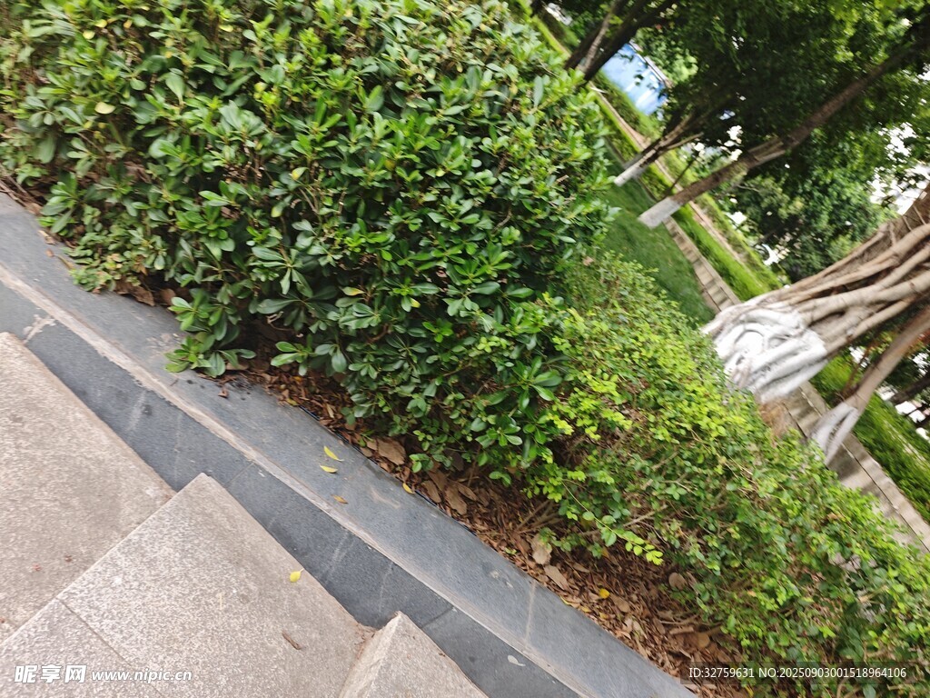 路边整齐绿植景观