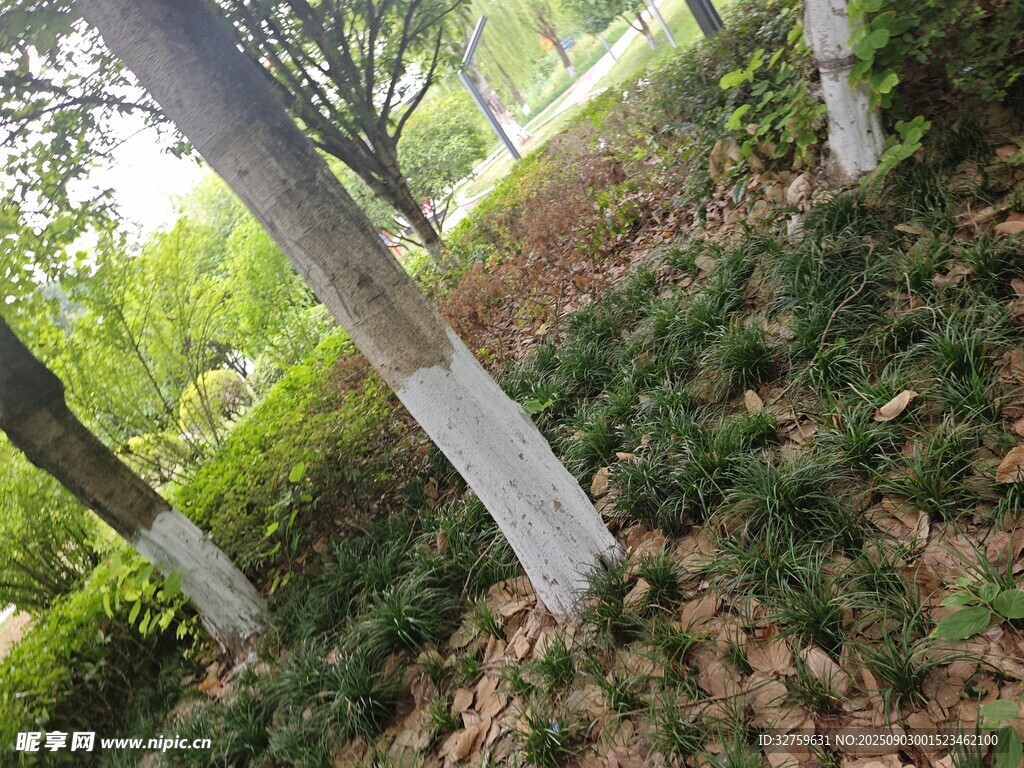 林间树木与绿植景观