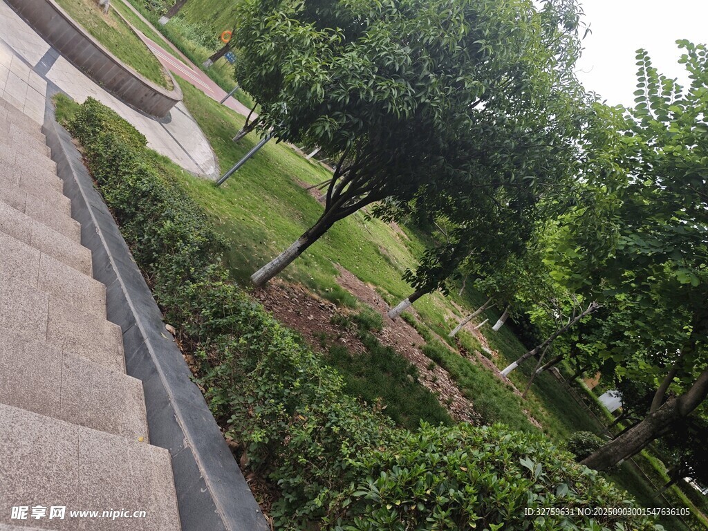 公园中的绿植与石阶景观