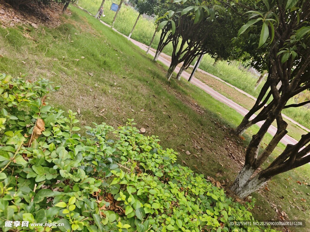 户外绿植小径景观