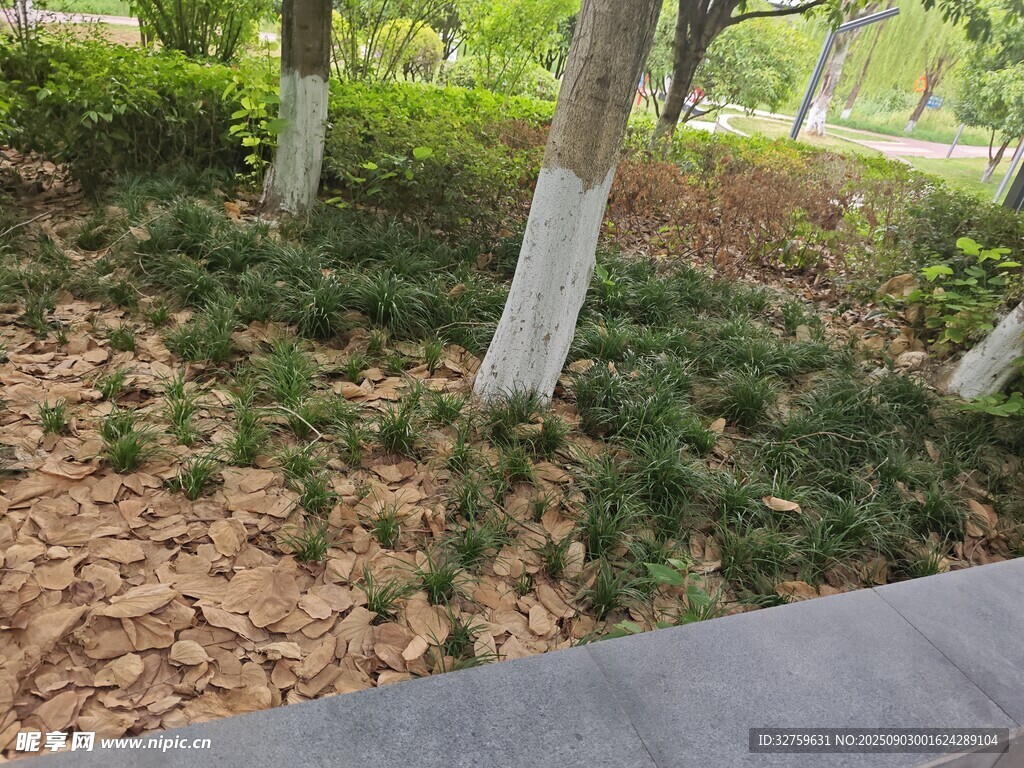 树下落叶与绿植景观
