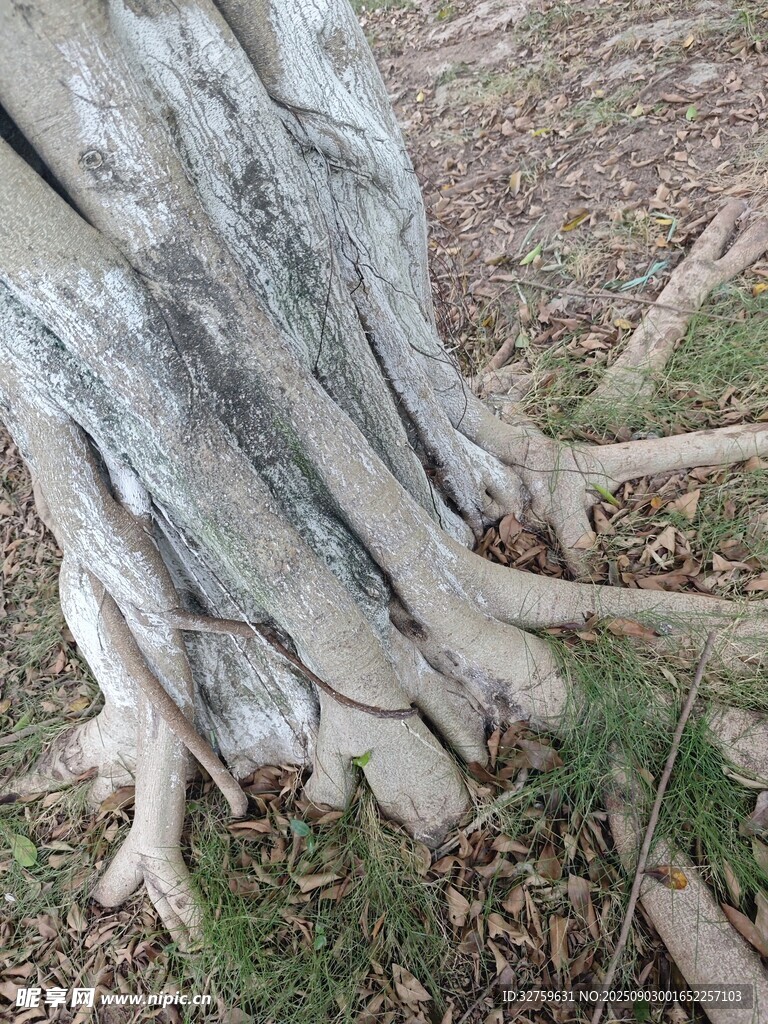 老树树根特写