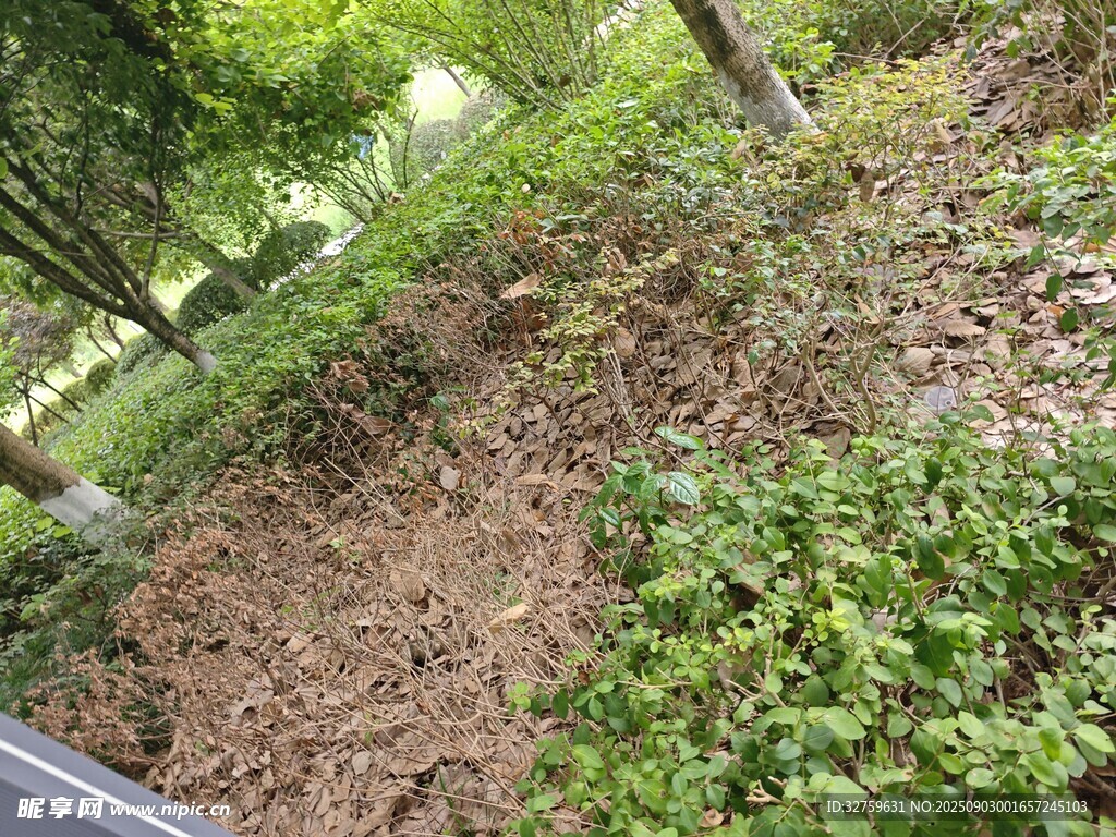 户外绿植覆盖的林地景象