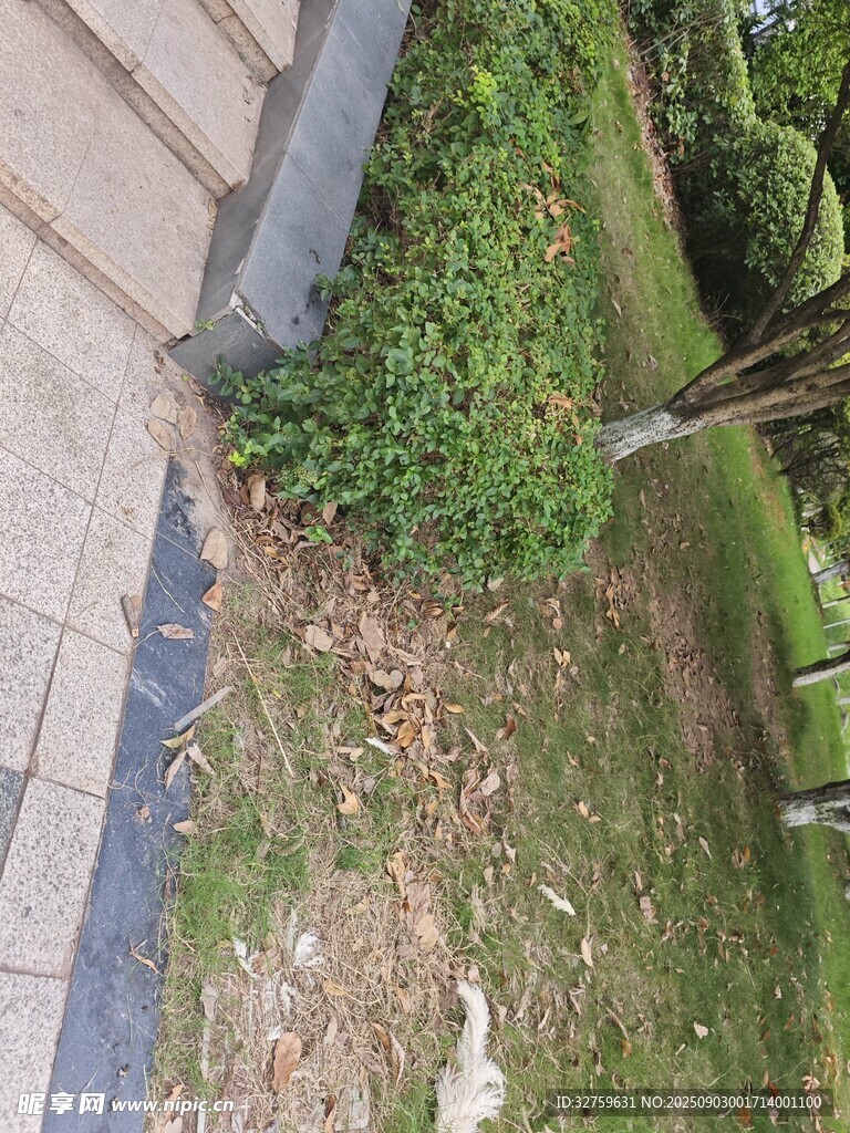 路边绿植与地面景象