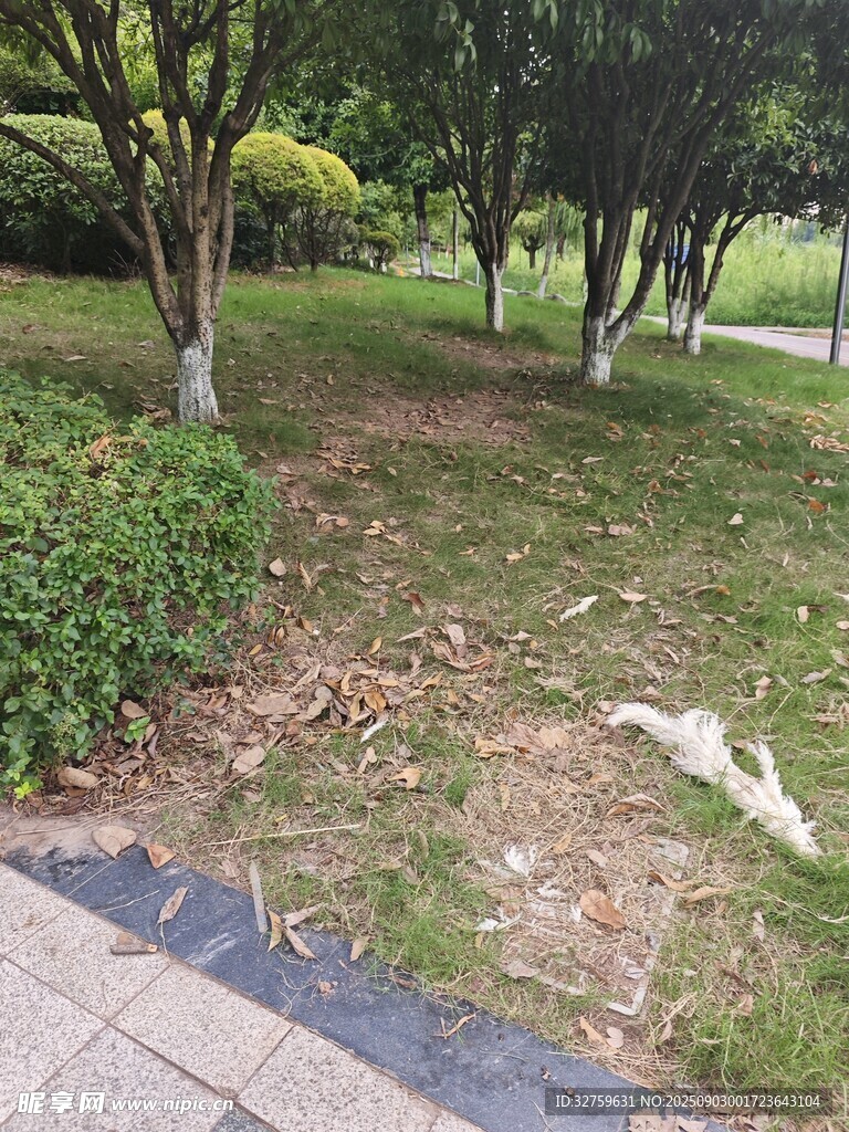 公园草地旁的树木景观