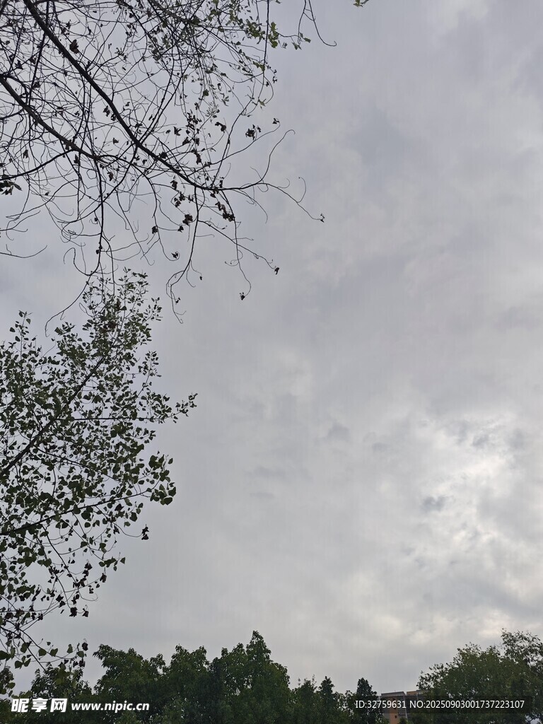 阴天树林上空的灰白天空