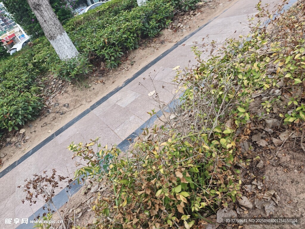路边绿植景观