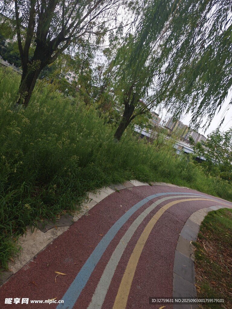 彩色步道旁的葱郁绿植