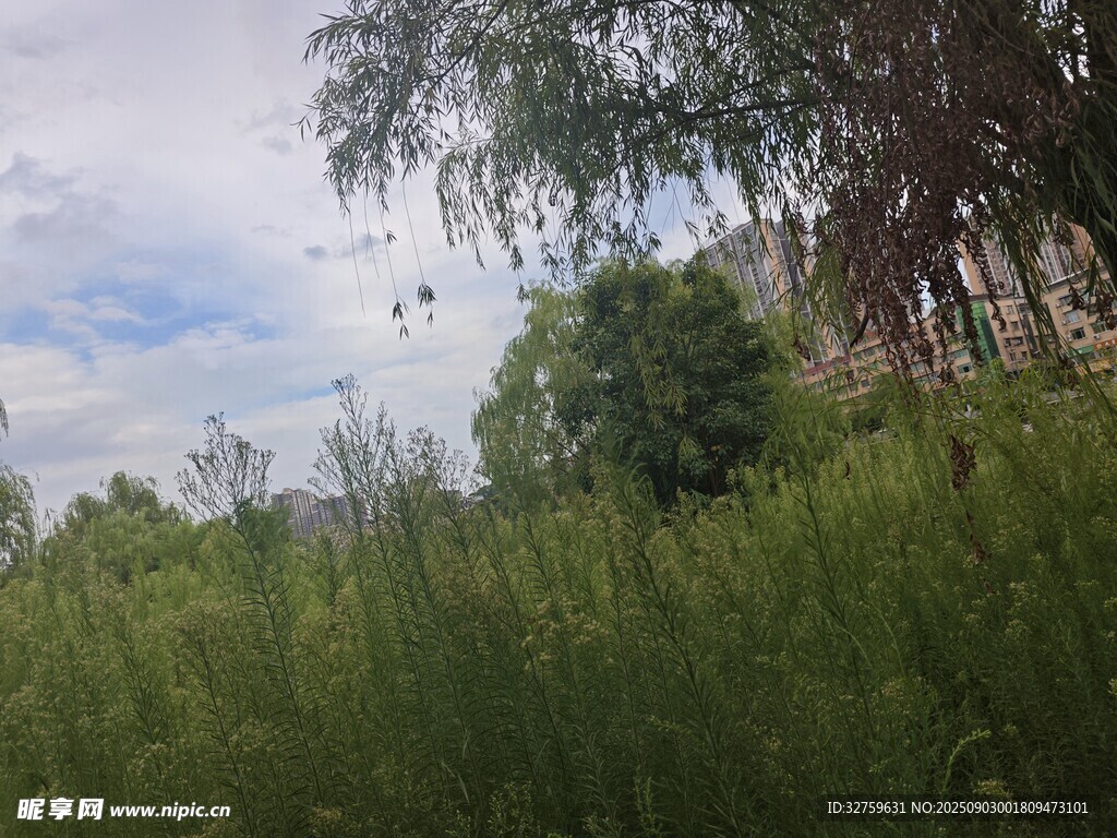 野外葱郁草木与树木景观