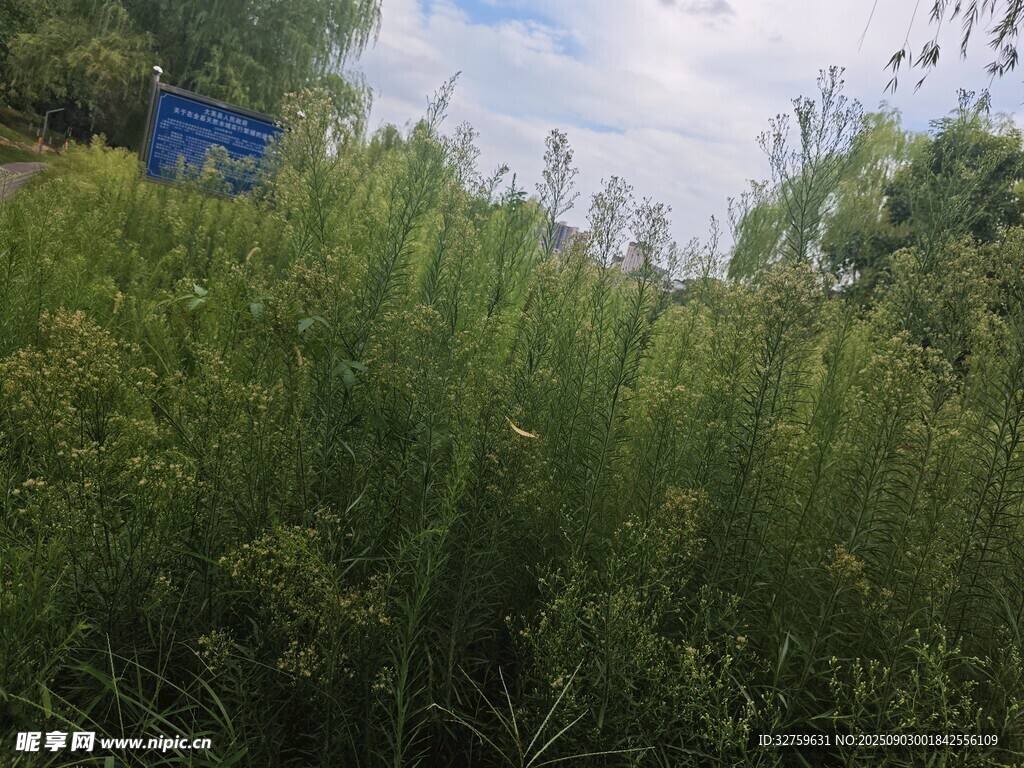 野外茂盛的绿色植物景观
