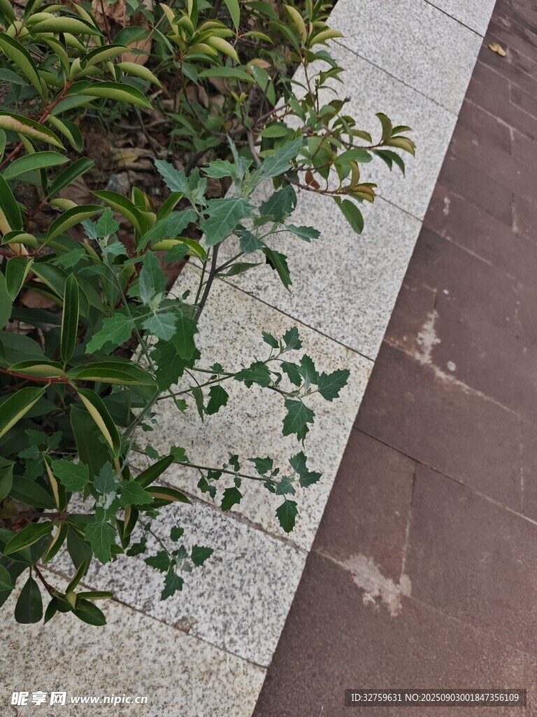 路边绿植与砖石地面景观
