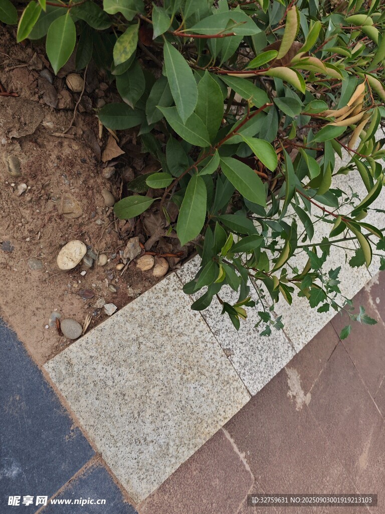 路边绿植与石制路缘