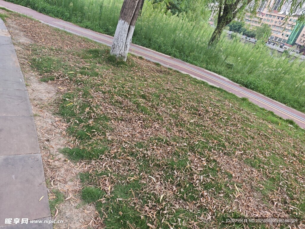 路边草地景象