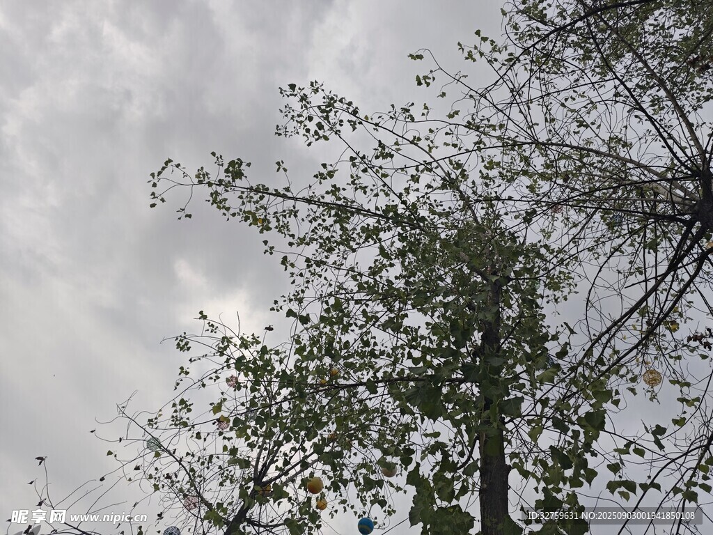 天空下的繁茂树枝