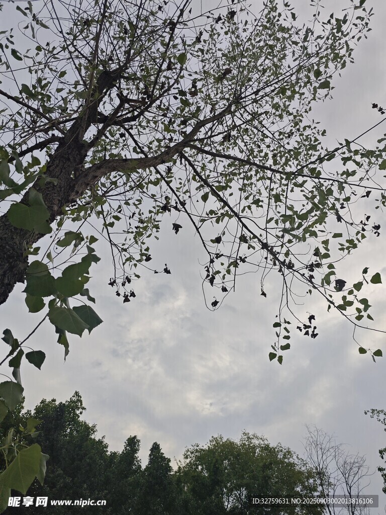 仰视树枝与天空景象