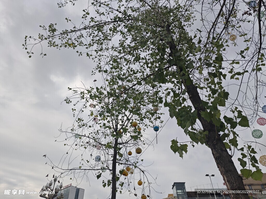 枝头绿叶映灰白天空