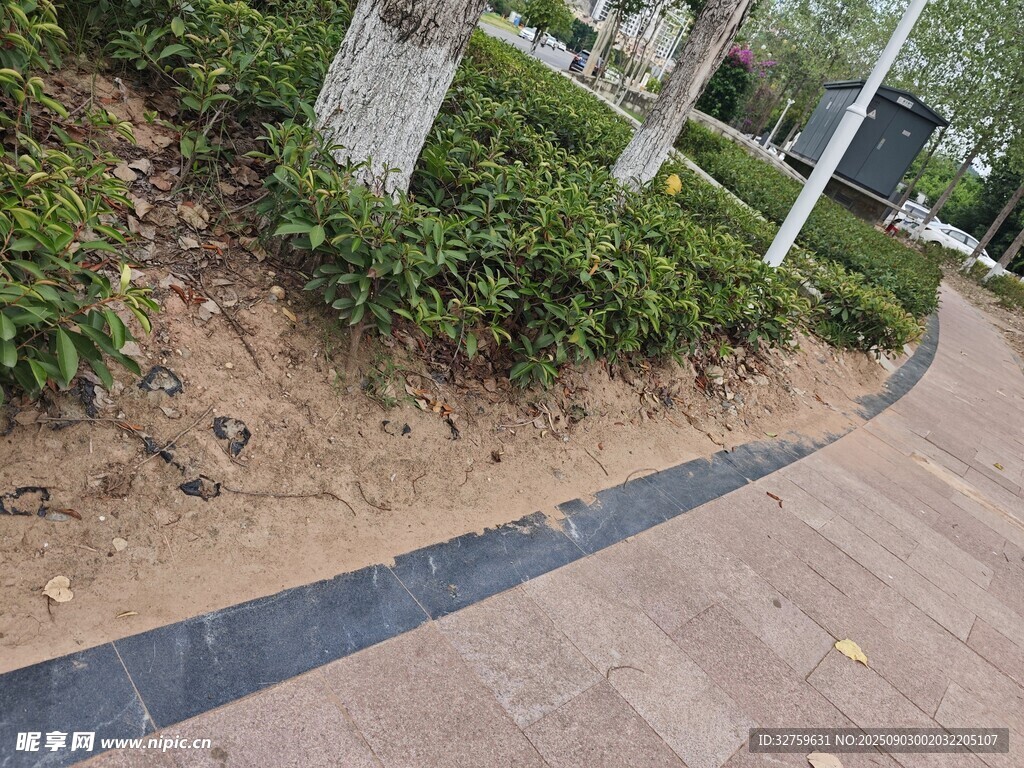 城市步道旁的绿植景观