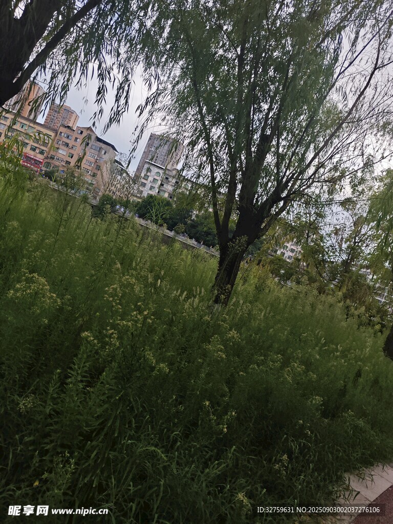 户外绿意盎然的树木景观