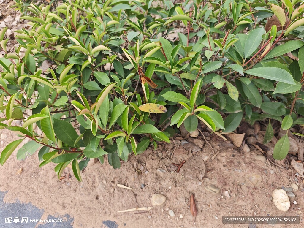 绿叶植物近景特写