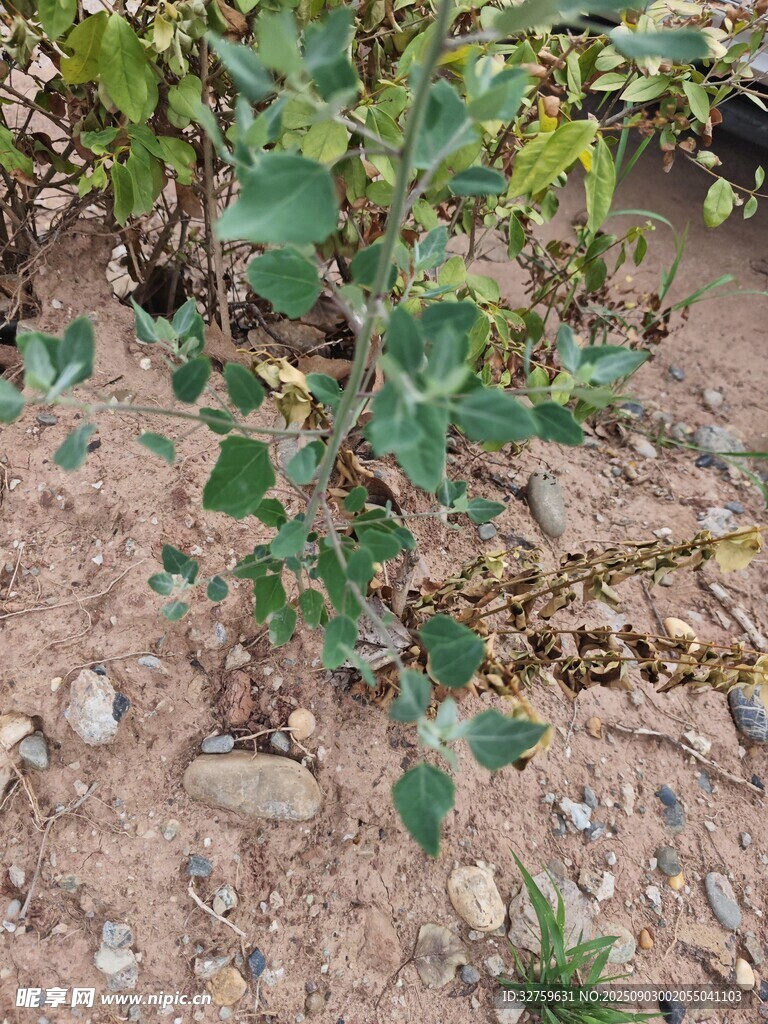地面上的绿色植物