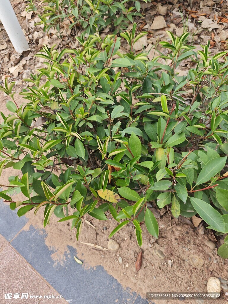 路边绿色植物丛