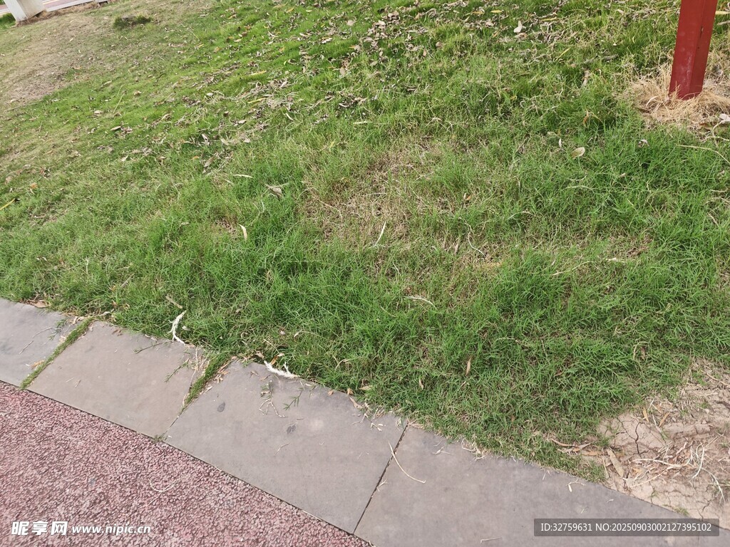 路边草地景象