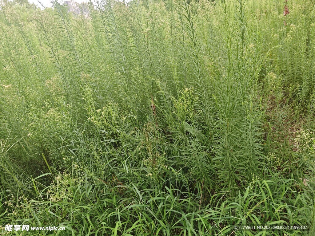 茂盛的绿色草地景观