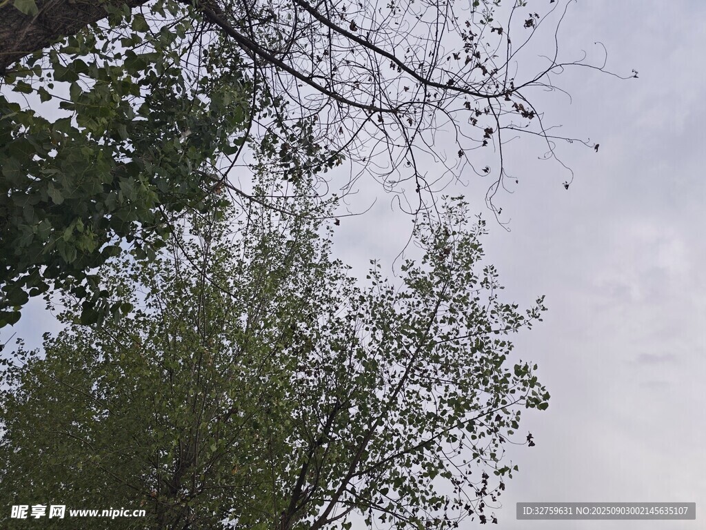 树梢间的天空景色