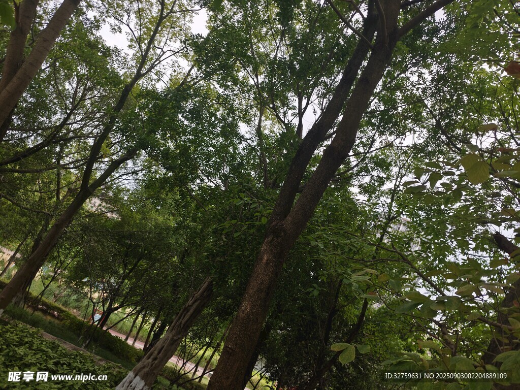 林间绿意盎然的树木景观
