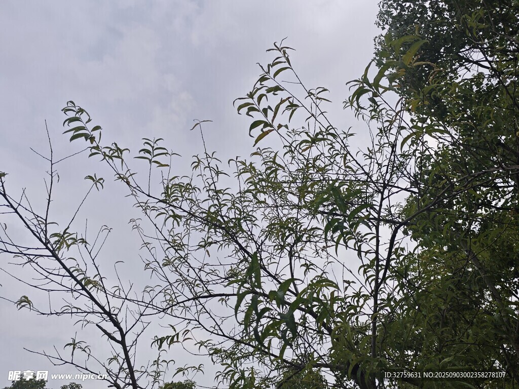 枝头绿意