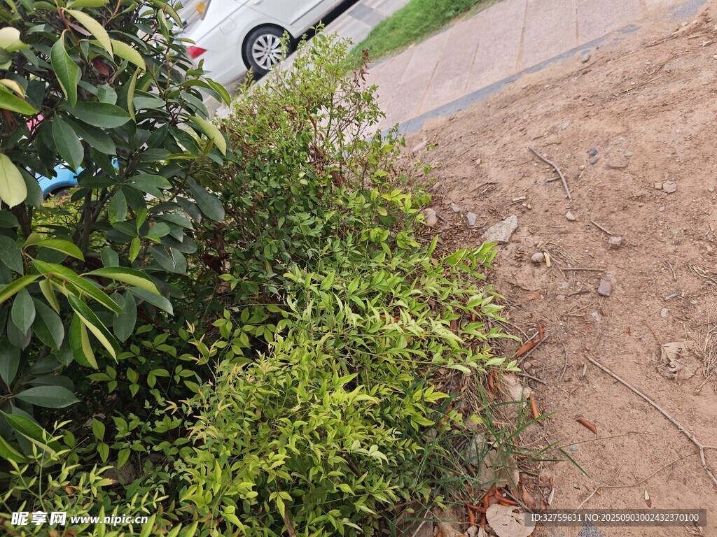 路边绿植景观