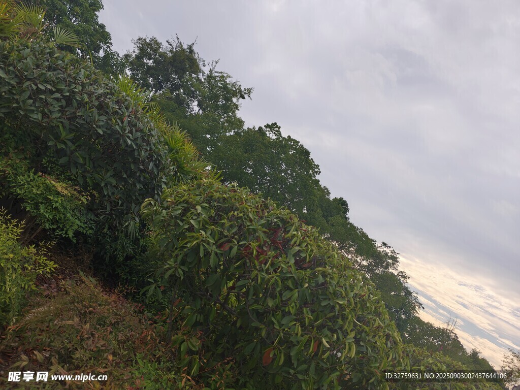 山坡绿植景观