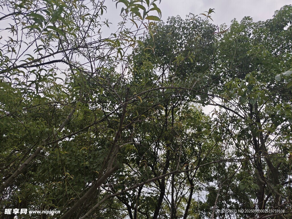茂密树林中的繁茂枝叶