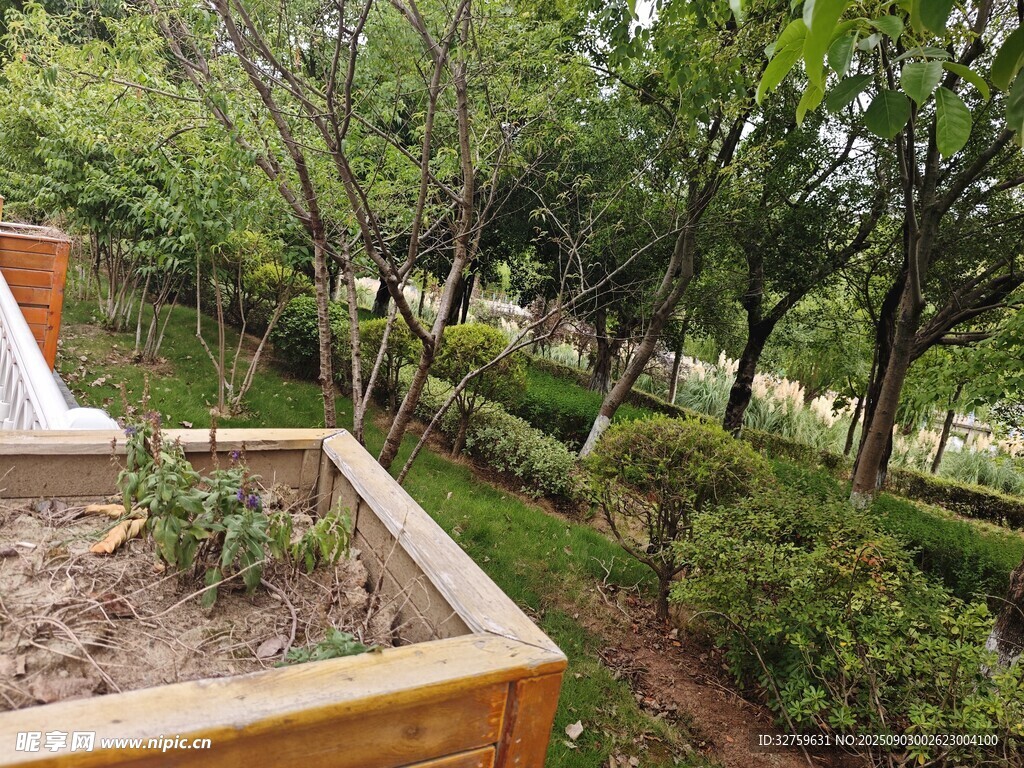 花园中的绿植景观