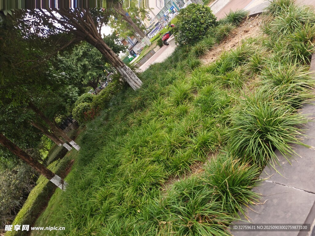 路边葱郁草地景观